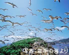 椿島の海鳥