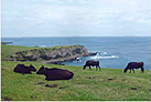 島から育て高級和牛
