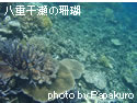 八重干瀬の珊瑚